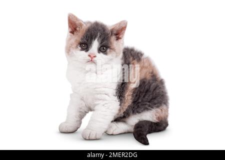 Selkirk Rex gattino Foto Stock