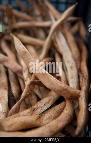 Fagioli secchi Foto Stock