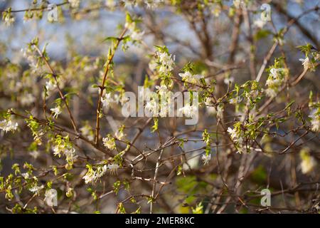 Lonicera x purpurpurii 'Winter Beauty' (Honeysuckle invernale) Foto Stock