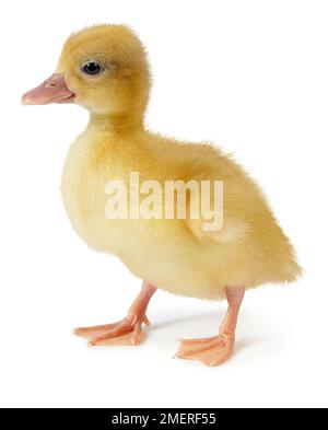 Anatroccolo di chiamata Foto Stock