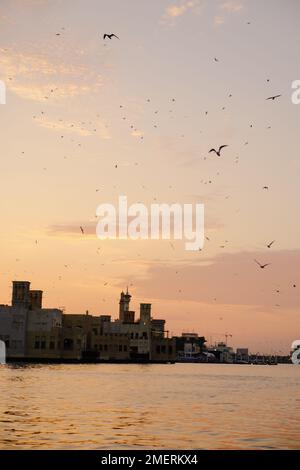 Vista del torrente di Dubai con molti gabbiani e al tramonto Foto Stock