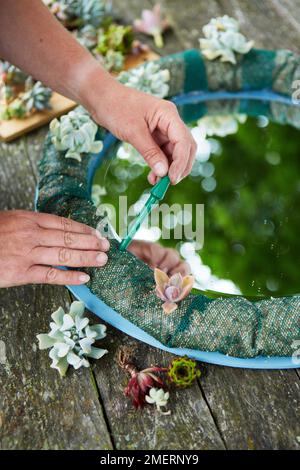 Telaio di specchio di corona succulente, telaio di specchio vivente, usando un dibber per perforare i fori di piantatura in maglia Foto Stock