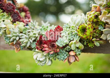 Telaio dello specchio di corona succulenta, telaio dello specchio vivente, primo piano Foto Stock