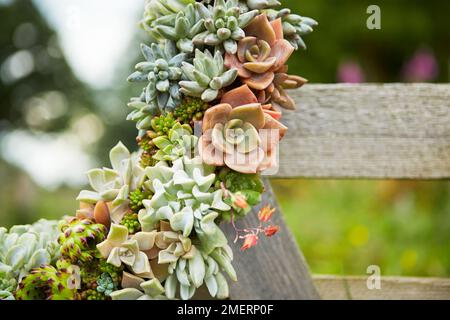 Telaio dello specchio di corona succulenta, telaio dello specchio vivente, primo piano Foto Stock