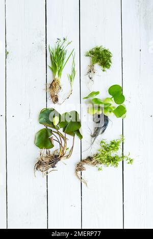 Tavolo giardino acquatico, selezione di piante acquatiche (piante acquatiche), crassipes Eichornia, Eleocharis acicularis, Equisetum japonicum, sisyrinchium angustifolium Foto Stock