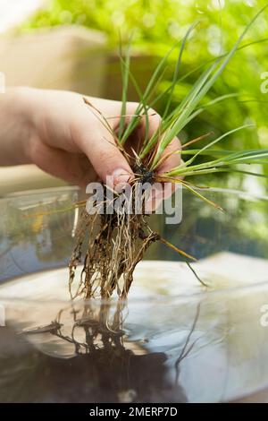 Tavolo da giardino d'acqua, posizionamento piante Foto Stock