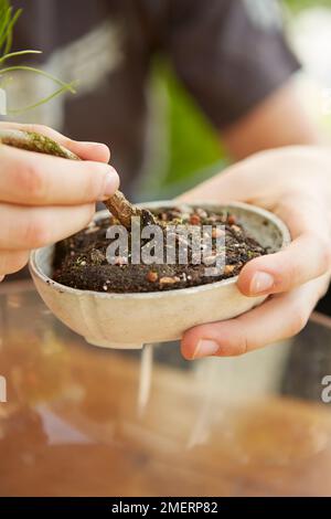 Albero di bonsai istantaneo, Pinus thunbergii (Pino Nero Giapponese), che rimuove l'albero dalla pentola Foto Stock