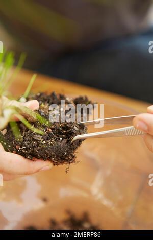 Albero di bonsai istantaneo, Pinus thunbergii (Pino Nero Giapponese), che rimuove il terreno in eccesso dalle radici Foto Stock