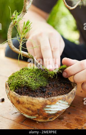 Albero di bonsai istantaneo, Pinus thunbergii (Pino Nero Giapponese), che mette il muschio sul terreno Foto Stock