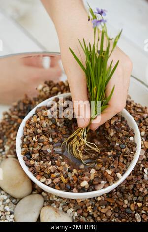 Tavolo da giardino d'acqua, piantando crassipi di Eichhornia Foto Stock