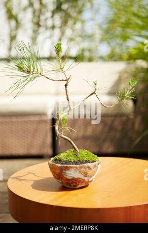 Instant albero di bonsai, Pinus thunbergii (Giapponese a pino nero) Foto Stock