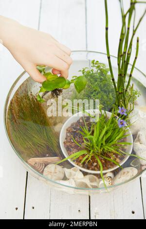 Tavolo giardino d'acqua, Crasipes Eichornia, Eleocharis acicularis, Equisetum japonicum, sisyrinchium angustifolium Foto Stock