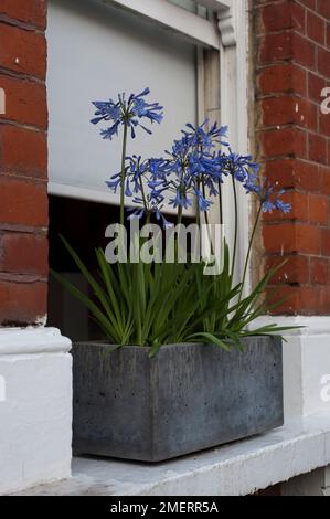 Le piantatrici concrete sui davanzali contenente fiori blu nana, Agapanthus Foto Stock
