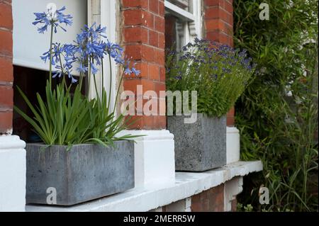 Le piantatrici concrete sui davanzali contenente fiori blu nana, Agapanthus Foto Stock