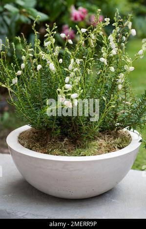 Calluna vulgaris 'Elegantissima' (Heather) che cresce in un contenitore di cemento Foto Stock