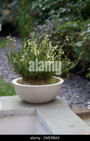 Calluna vulgaris 'Elegantissima' (Heather) che cresce in un contenitore di cemento Foto Stock