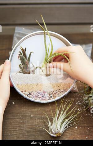 Inserimento di piante nel contenitore di airplant Foto Stock