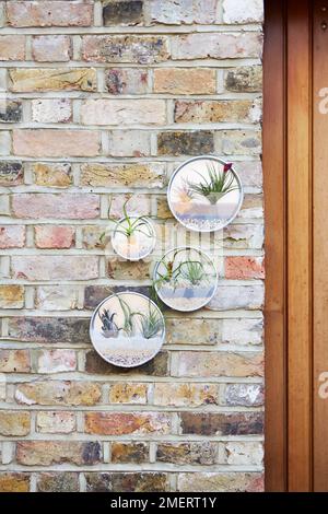 Canister Airplant appesi su muro di mattoni Foto Stock