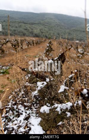 24 gennaio 2023, barcellona, Catalogna, Spagna: Nevicate nella zona pre-costiera di Barcellona e sulla costa, in una tempesta di neve senza precedenti per più di 10 anni, in un periodo di grave siccità in tutta la costa mediterranea spagnola (Credit Image: © Eric Renom/ZUMA Press Wire) SOLO USO EDITORIALE! Non per USO commerciale! Foto Stock