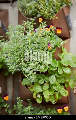Erbe in parete pensile piantatrice sul balcone Foto Stock