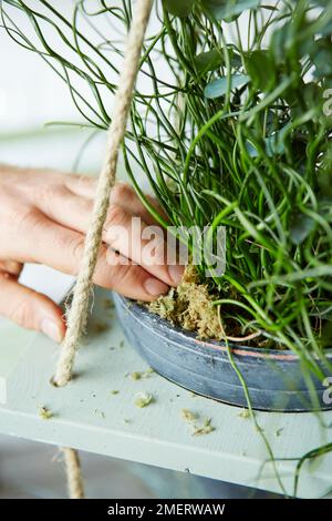 Eucalipto gunnii piantato in vaso di pianta, rendendo la pianta mobile Foto Stock