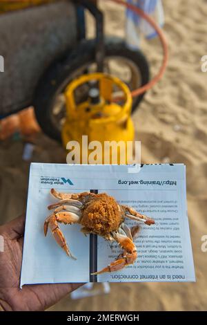 Spiaggia di Negombo, Sri Lanka, Provincia Occidentale, cibo di strada, granchio fritto sulla carta Foto Stock