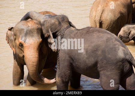 Orfanotrofio degli Elefanti di Pinnawela, Provincia di Sabaragamuwa, Rambukkana, Sri Lanka Foto Stock