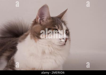 Kurilian Longhair Cat Foto Stock