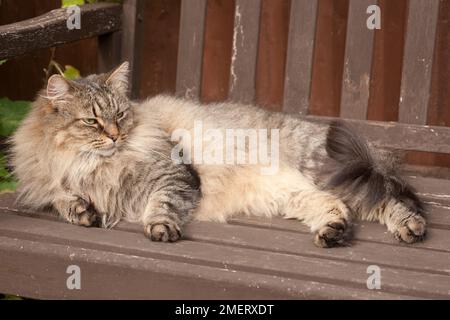 Norvegese delle Foreste Foto Stock