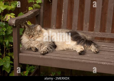 Norvegese delle Foreste Foto Stock