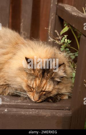 Norvegese delle Foreste Foto Stock