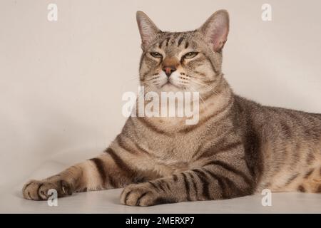 Nebbia australiano shorthair cat Foto Stock