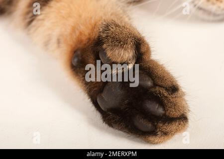 Pixiebob Shorthair Cat Foto Stock