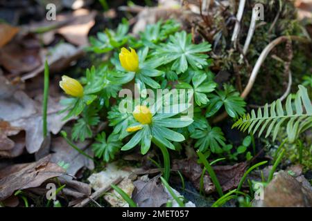 Gruppo Eranthis hyemalis Cilicica Foto Stock