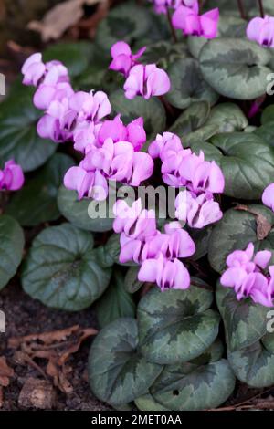 Cyclamen coum Foto Stock