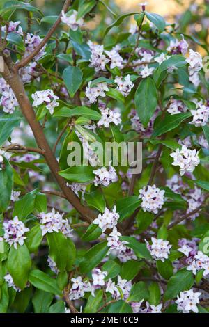 Daphne bholua 'Peter Smithers' (pianta della carta nepalese) Foto Stock