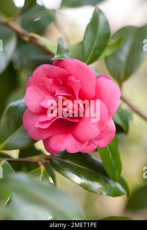 Camellia x williamsii 'Bowen Bryant' Foto Stock