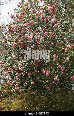 Camellia x williamsii 'Bowen Bryant' Foto Stock