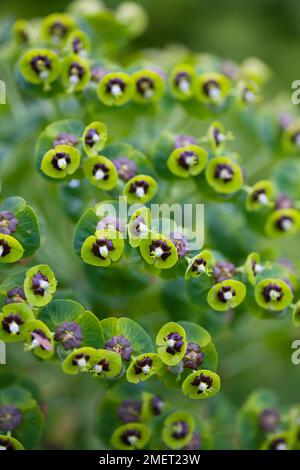 Euphorbia Characias 'Perla Nera' (macchia mediterranea) Foto Stock