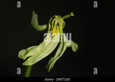 Transitoria, tulipano (Tulipa), Germania Foto Stock