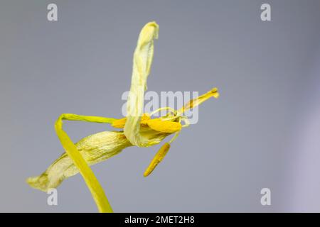 Transitoria, tulipano (Tulipa), Germania Foto Stock