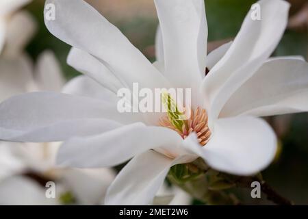 Magnolia x soulangeana 'Alba Superba' (Saucer Magnolia, Magnolia cinese) Foto Stock