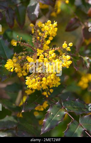 Mahonia x wagneri 'Undulata' Foto Stock