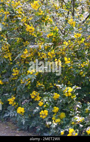 Mahonia x wagneri 'Undulata' Foto Stock