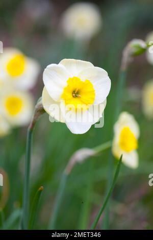 Narcissus 'Sun disco" Foto Stock