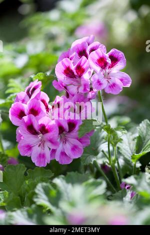 Pelargonium 'Orsett' Foto Stock