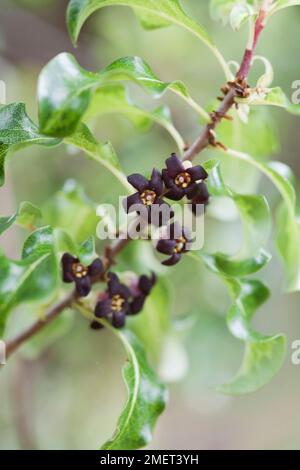 Pittosporum tenuifolium 'Tresederi' (Kohuhu, Matipo Nero) Foto Stock