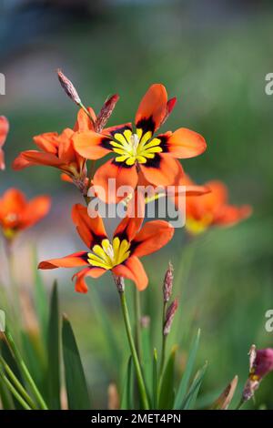 Sparaxis tricolore (fiore di Wandflower, fiore di arlecchino) Foto Stock