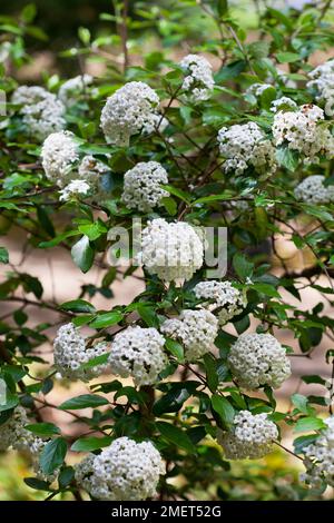 Viburnum x burkwoodii 'Parco Farm Hybrid' (Burkwood Viburnum) Foto Stock