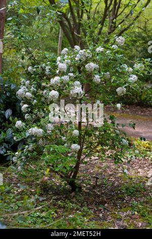 Viburnum x burkwoodii 'Parco Farm Hybrid' Foto Stock